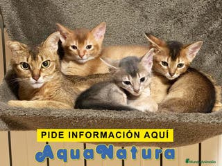 Abisinio gatos Camada de gatitos ABISINIO disponible - AQUANATURA en Barcelona - Anuncio 6