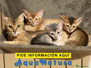 Abisinio gatos Camada de gatitos ABISINIO disponible - AQUANATURA en Barcelona - Anuncio 38