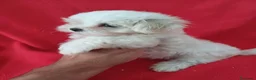 Bichón Maltés perros en venta: Bichon Maltés Americano  - Anuncio 2