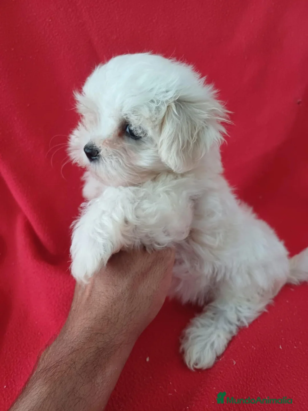 Bichón Maltés perros en venta: Bichon Maltés Americano  - Anuncio 2