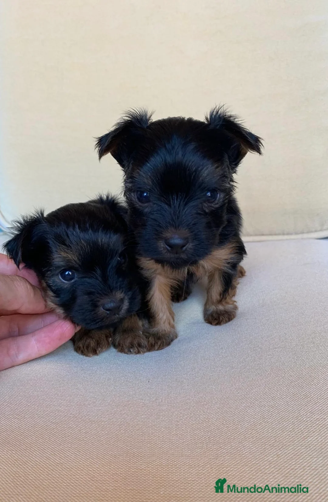 Yorkshire Terrier perros en venta: Niños de Yorkshire Terrier🩵 - Anuncio 7