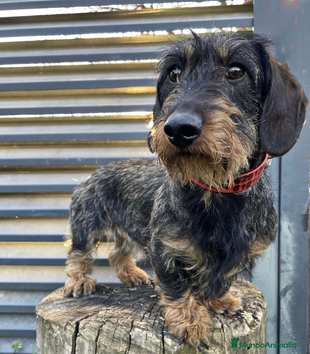 Teckel perros en venta: Teckel de pelo duro  - Anuncio 2