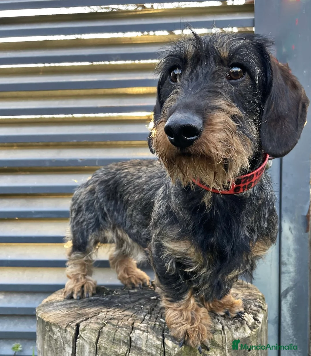 Teckel perros en venta: Teckel de pelo duro  - Anuncio 2