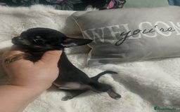 Chihuahua perros en venta: Chihuahua toy de verdad  - Imagen 2