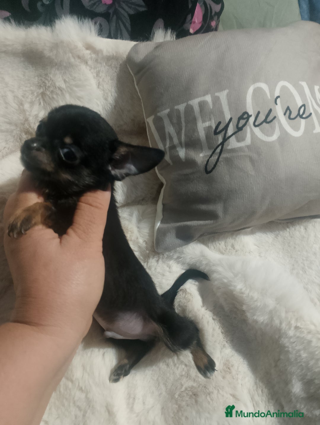 Chihuahua perros en venta: Chihuahua toy de verdad  - Imagen 2