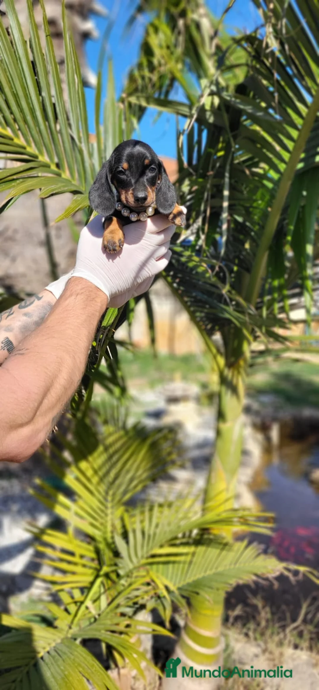 Teckel Miniatura perros en venta: Teckels miniaturas! Chocolates y negro fuegos! en Valencia - Anuncio 2