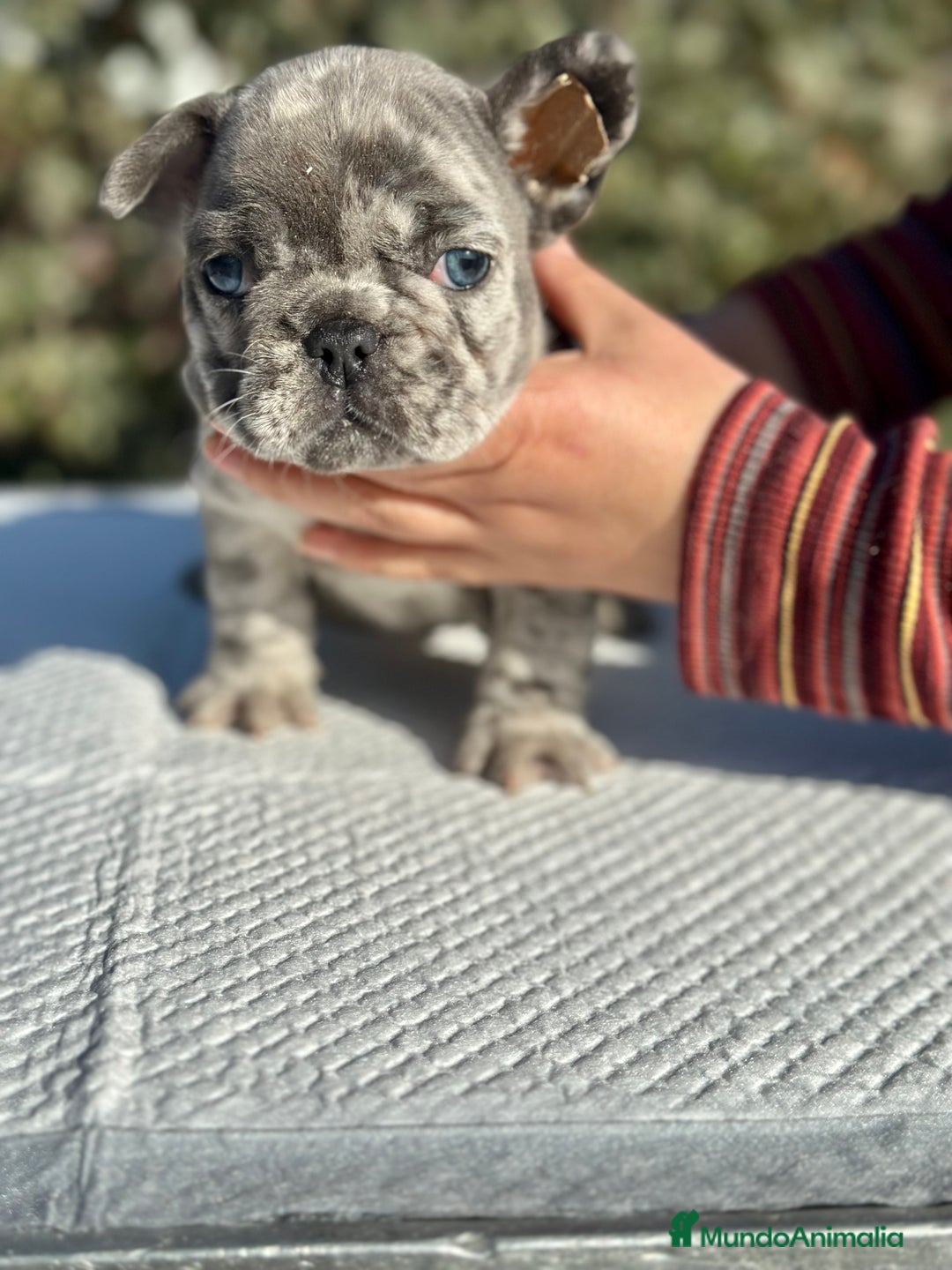 Bulldog Francés perros en venta: BULLDOG FRANCÉS MERLE OJOS AZULES!!! en Barcelona - Imagen 4