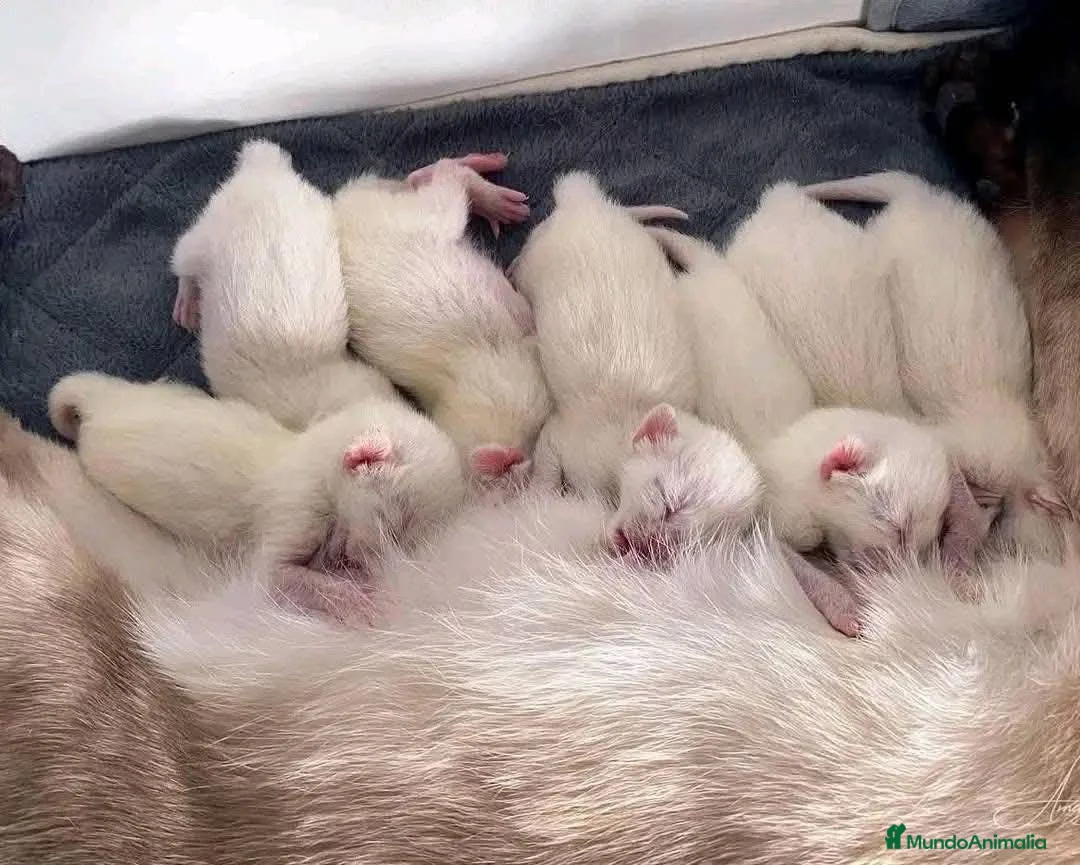 Siamés gatos en venta: GATITOS SIAMESES - Anuncio 2