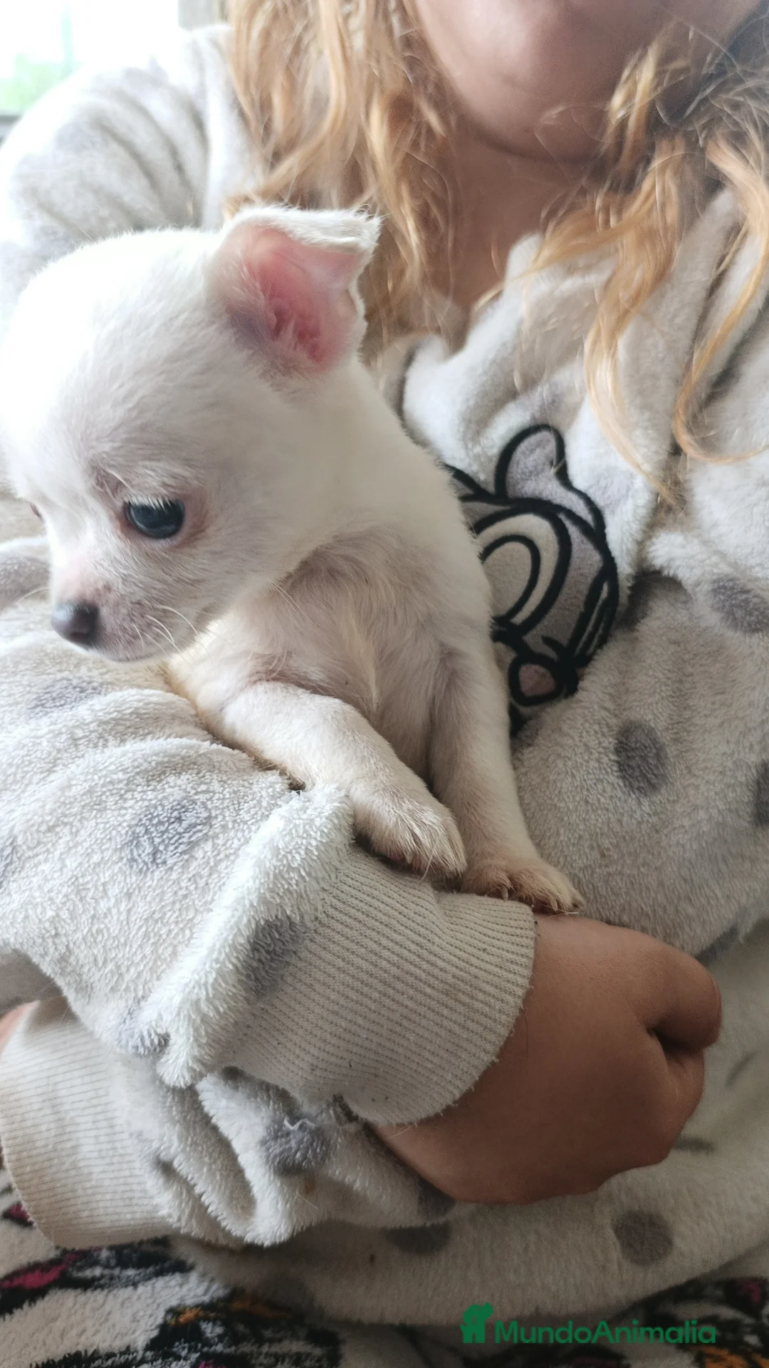 Chihuahua perros en venta: Chihuaha  - Anuncio 2