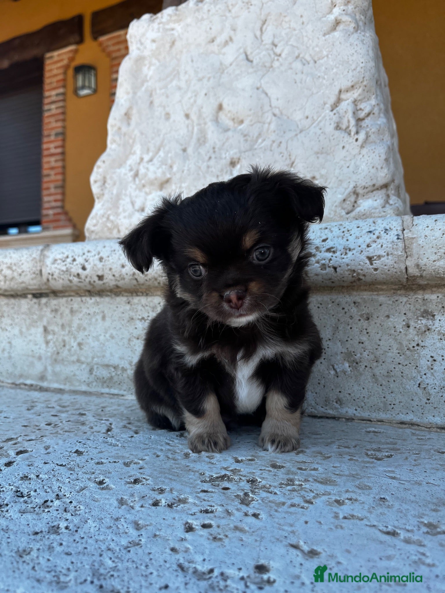 Chihuahua perros Chihuahua pelo largo  - Anuncio 1