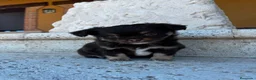 Chihuahua perros en venta: Chihuahua pelo largo  - Anuncio 1