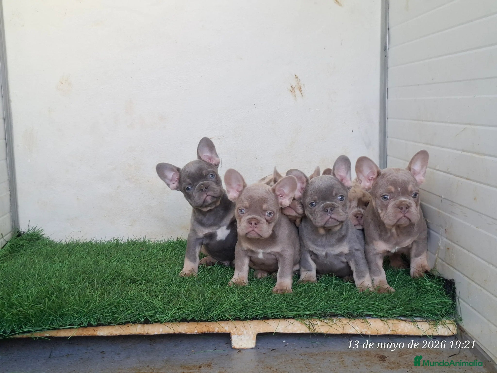 Bulldog Francés perros Cachorros de Bulldog Francés - Anuncio 1