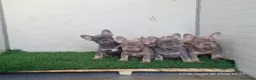 Bulldog Francés perros en venta: Cachorros de Bulldog Francés - Anuncio 1