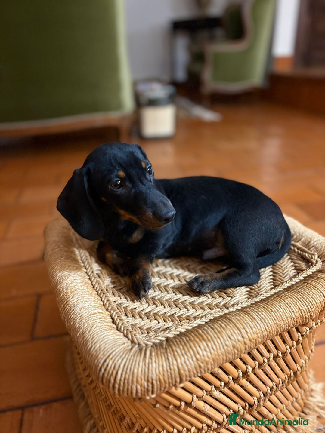 Teckel Miniatura perros en venta: Teckel mini - Anuncio 2