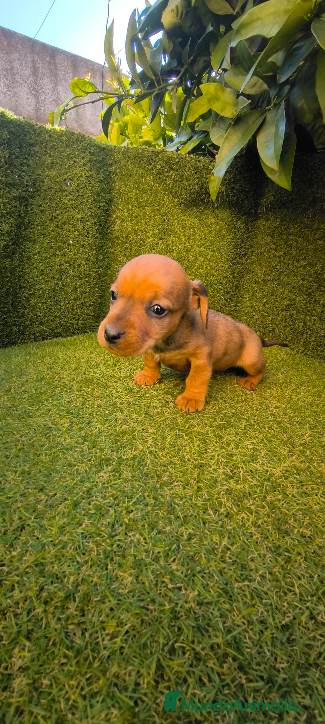Teckel Miniatura perros en venta: camada teckel miniatura  - Anuncio 25