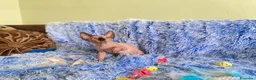 Sphynx gatos en venta: gatito sphynx - Anuncio 2
