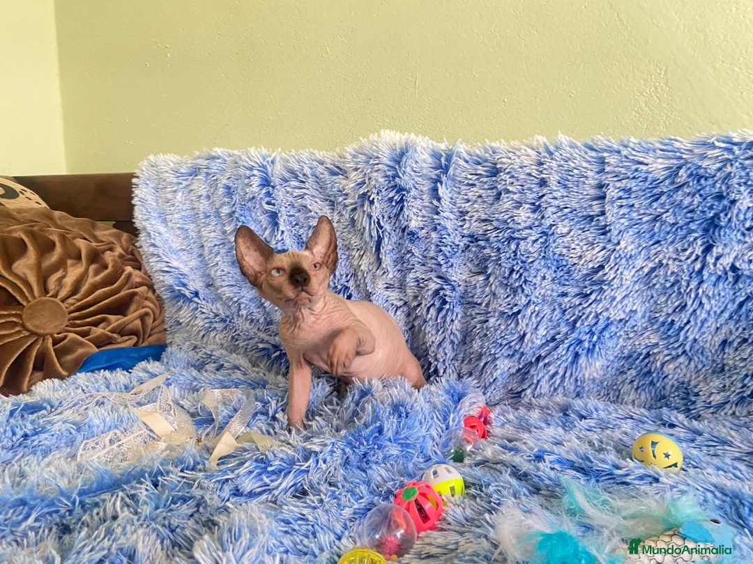 Sphynx gatos en venta: gatito sphynx - Anuncio 2