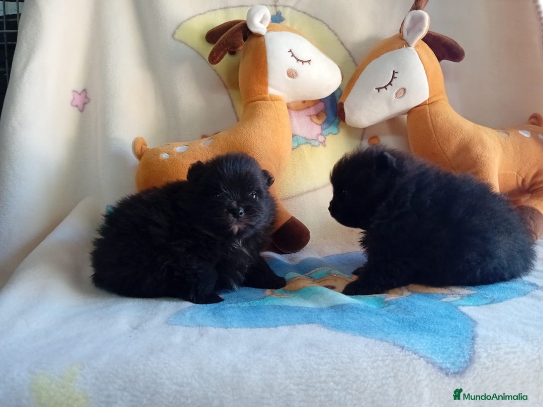 Pomerania perros en venta: Lulú de pomerania precio real - Anuncio 22
