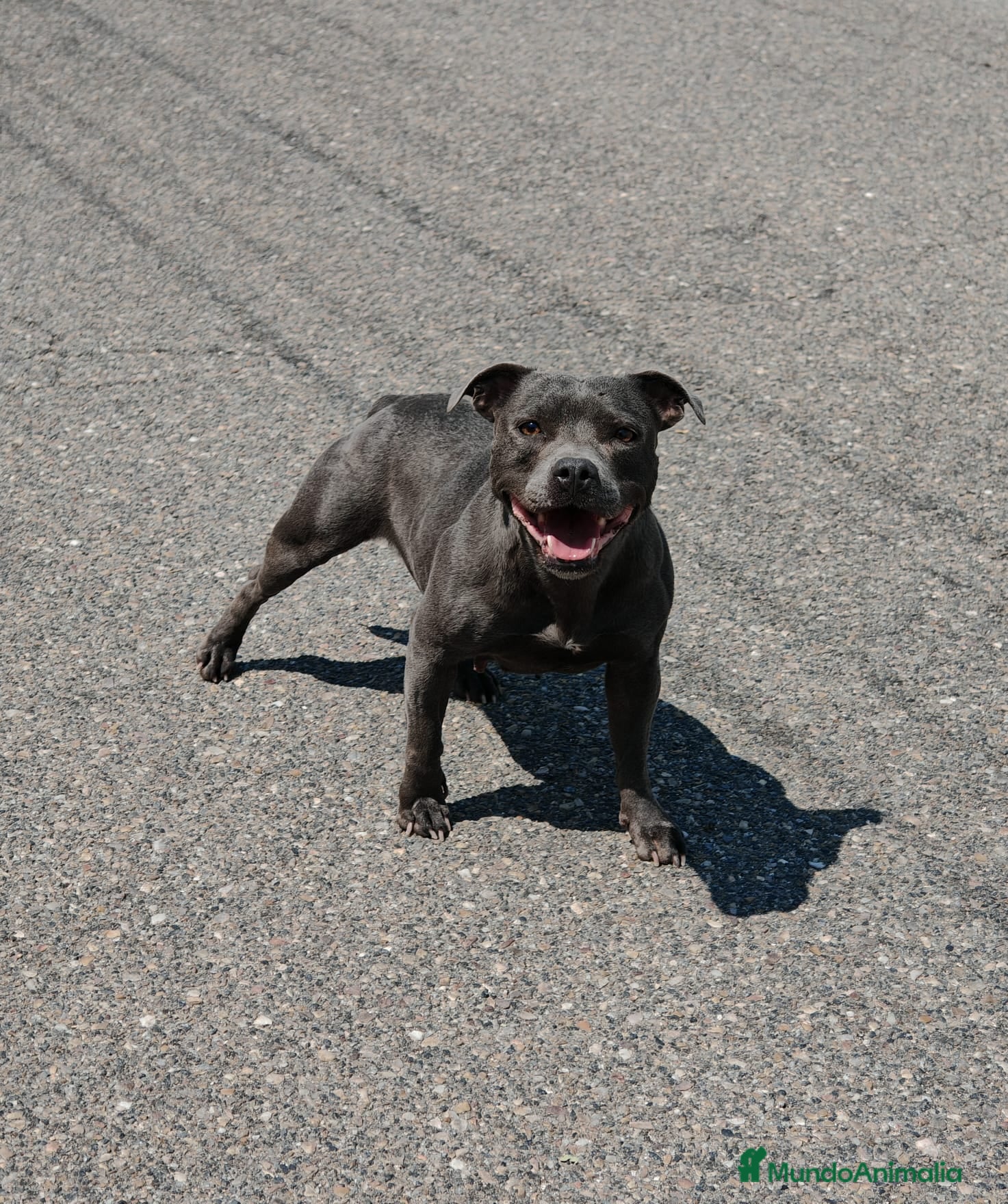 Staffordshire Bull Terrier perros Staffordshire Bull Terrier - Anuncio 1