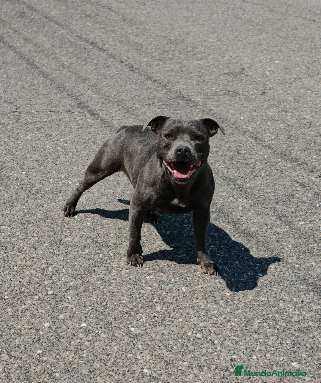 Staffordshire Bull Terrier perros en venta: Staffordshire Bull Terrier - Anuncio 1