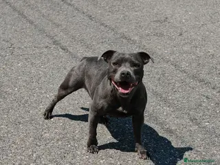 Staffordshire Bull Terrier perros Staffordshire Bull Terrier - Anuncio 1