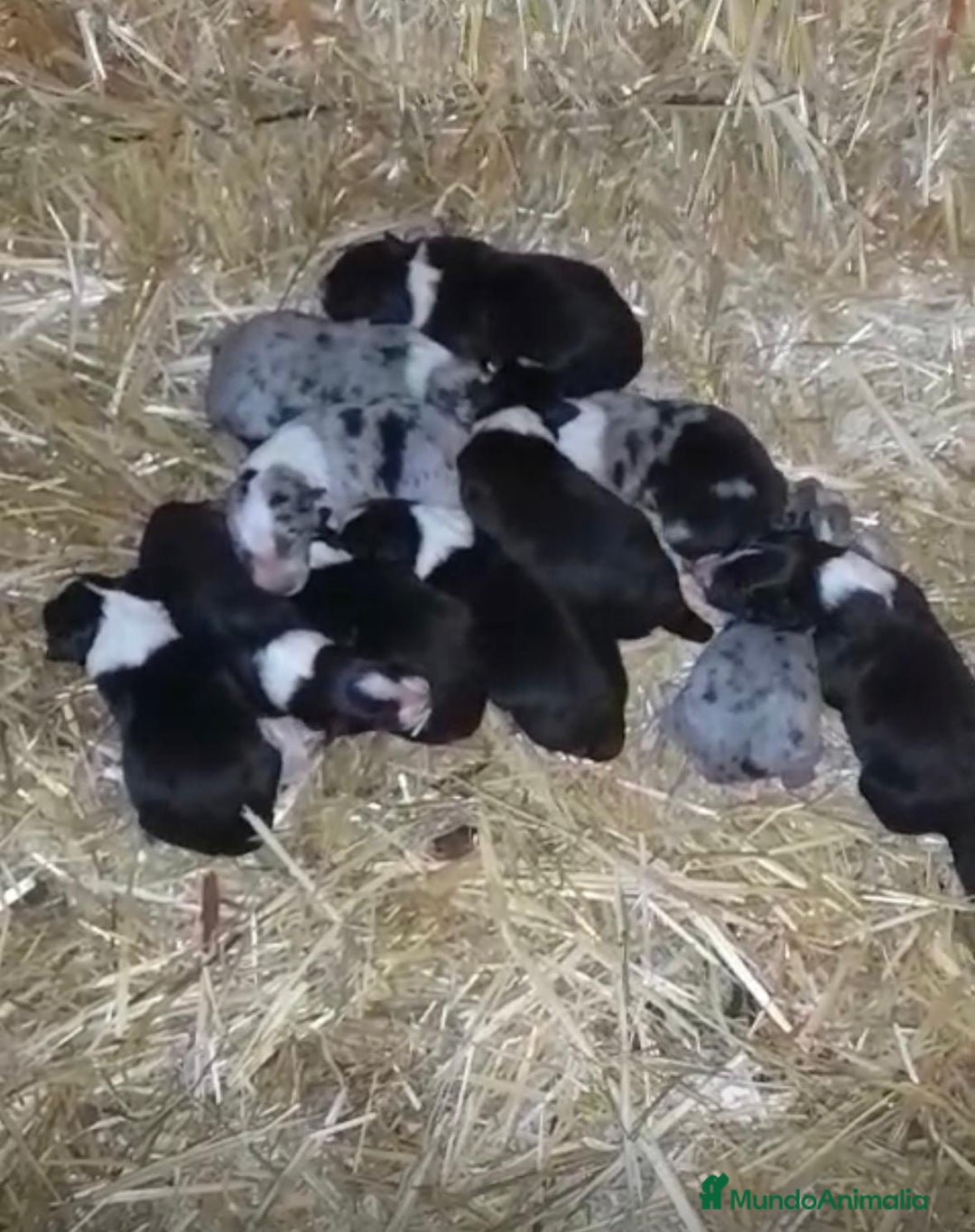 Border Collie perros en venta: Border collie nueva camada  - Anuncio 7