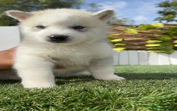 Husky Siberiano perros en venta: HUSKY - Imagen 18