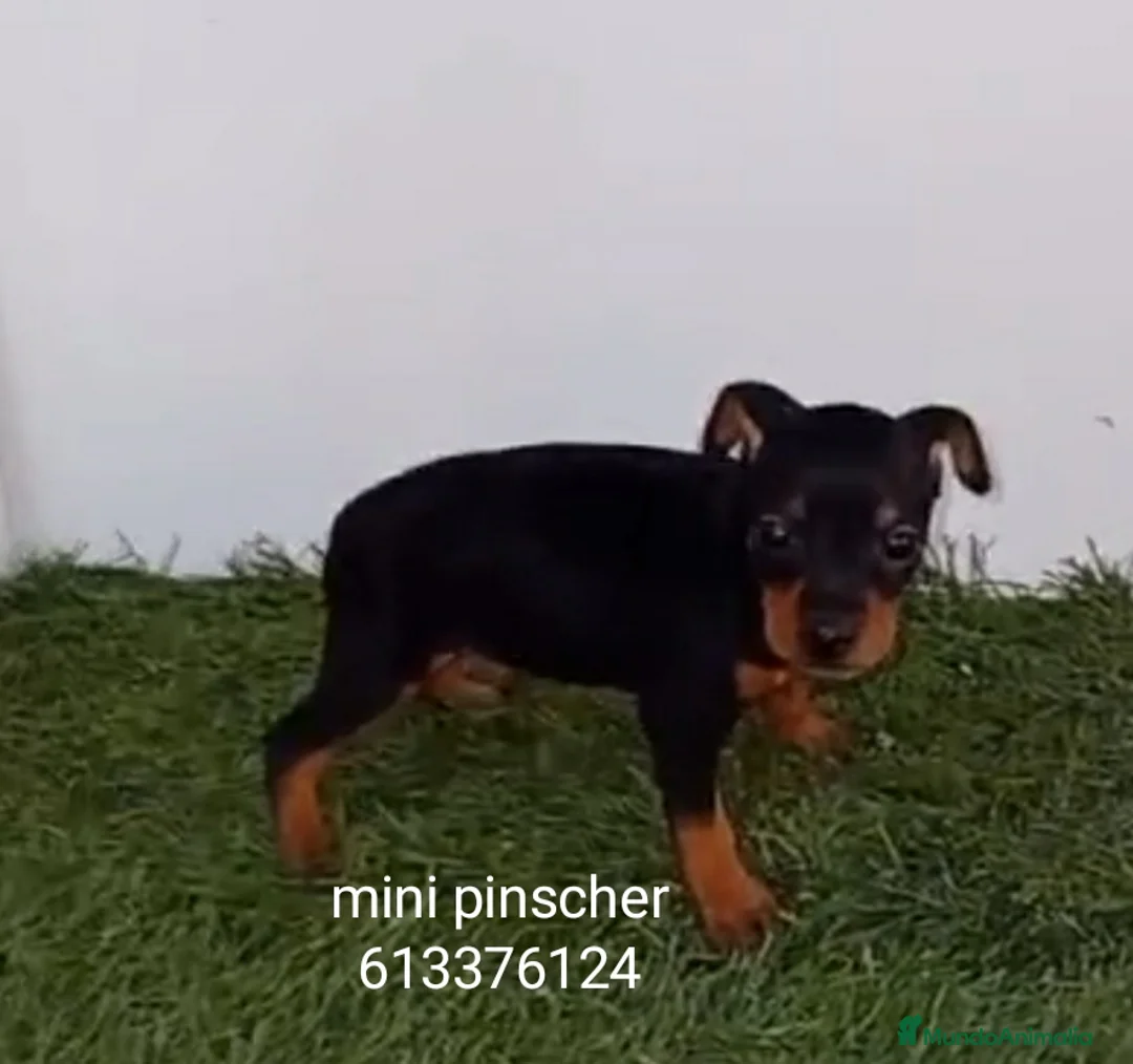 Pinscher Miniatura perros en venta: Excelentes cachorros pinscher en miniatura  - Anuncio 3