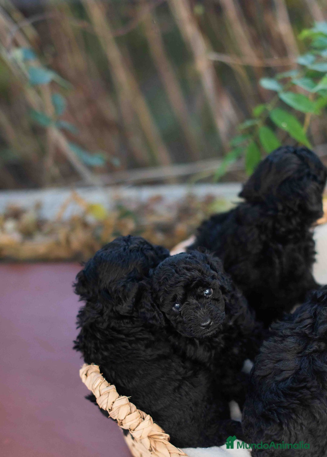 Caniche Toy perros en venta: Caniche toy negros - Anuncio 6