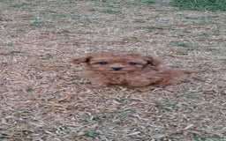 Caniche Enano perros en venta: Cachorros de caniche enanos - Imagen 1