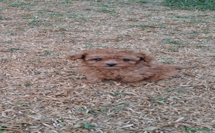 Caniche Enano perros en venta - Anuncio 2