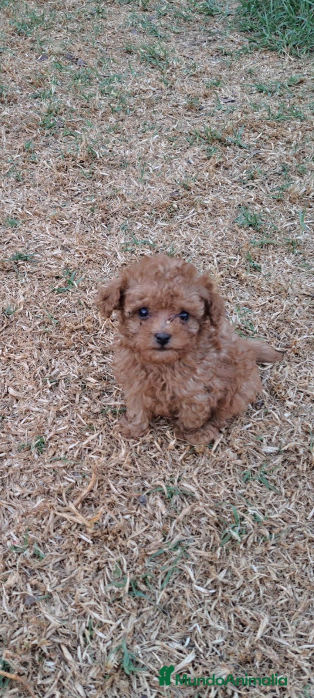 Caniche Enano perros en venta: Cachorros de caniche enanos - Imagen 1