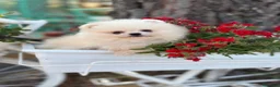 Pomerania perros en venta: Pomerania Toy (lulu de Pomerania ) - Anuncio 7