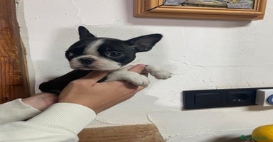 Boston Terrier perros - Anuncio 12