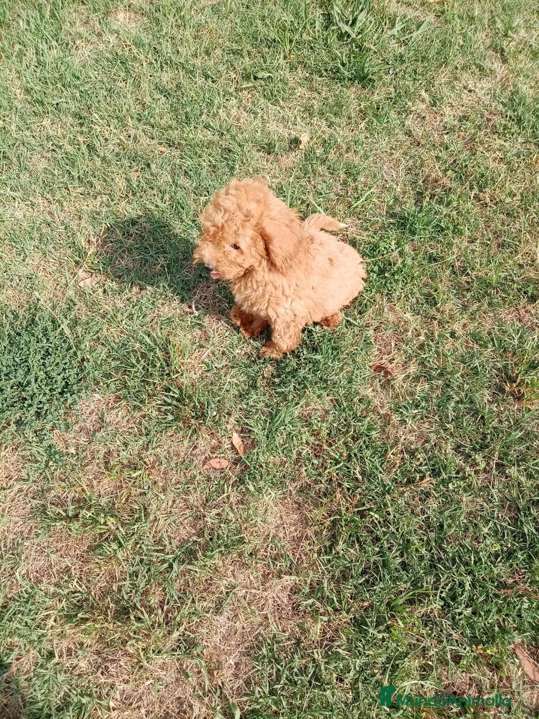 Caniche Enano perros en venta: CANICHE ENANO - Anuncio 5