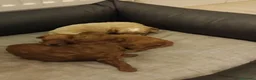 Caniche Toy perros en venta: Caniche toy - Anuncio 4
