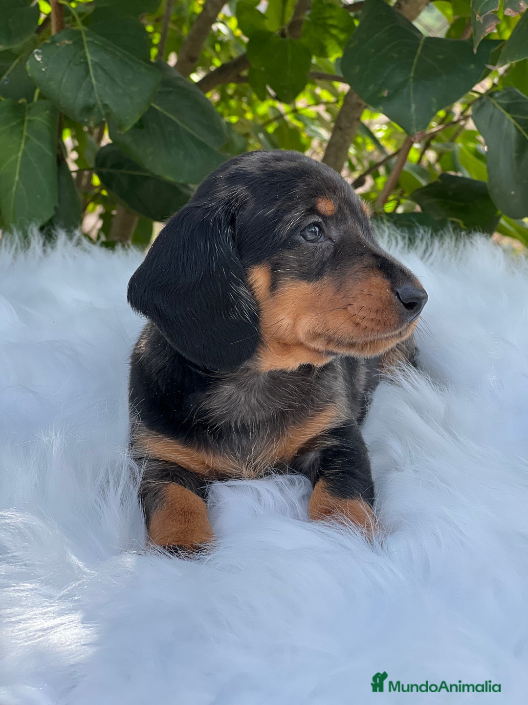 Teckel Miniatura perros en venta: Tecker arlequín  - Imagen 6