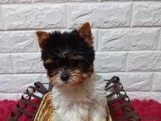 Biewer Yorkshire Terrier a la Pom Pon perros YORKSHIRE BIEWER - Anuncio 4