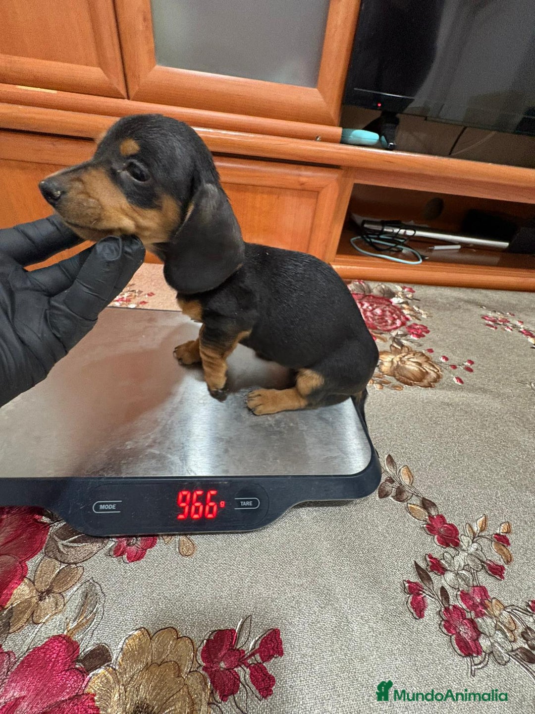 Teckel Miniatura perros en venta: Teckel kaninchen  - Anuncio 3