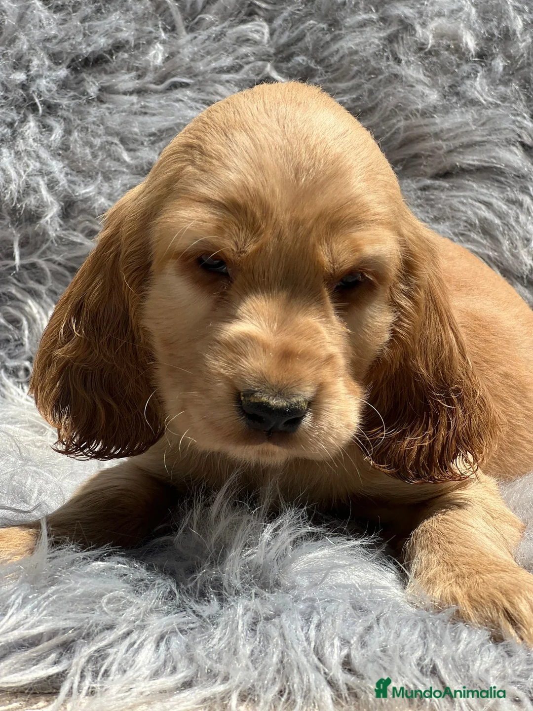 Cocker Spaniel Inglés perros en venta: Cocker inglés dorado en Barcelona - Anuncio 5