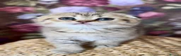 Británico de Pelo Corto gatos en venta: Gatitos British y Scottish Fold  - Anuncio 4