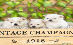 Pomerania perros en venta: Camada de Jazmín - Imagen 4