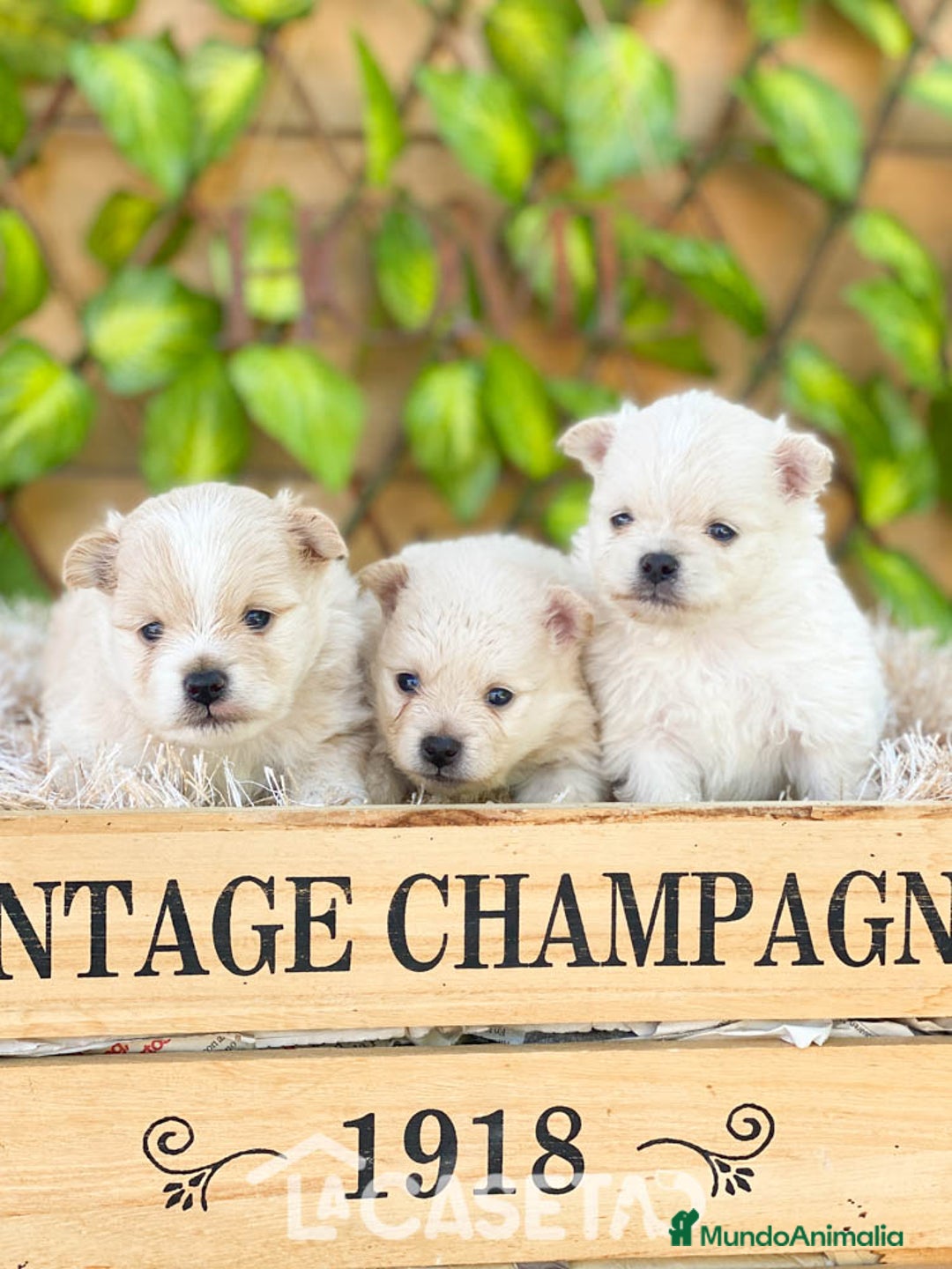 Pomerania perros en venta: Camada de Jazmín - Imagen 4