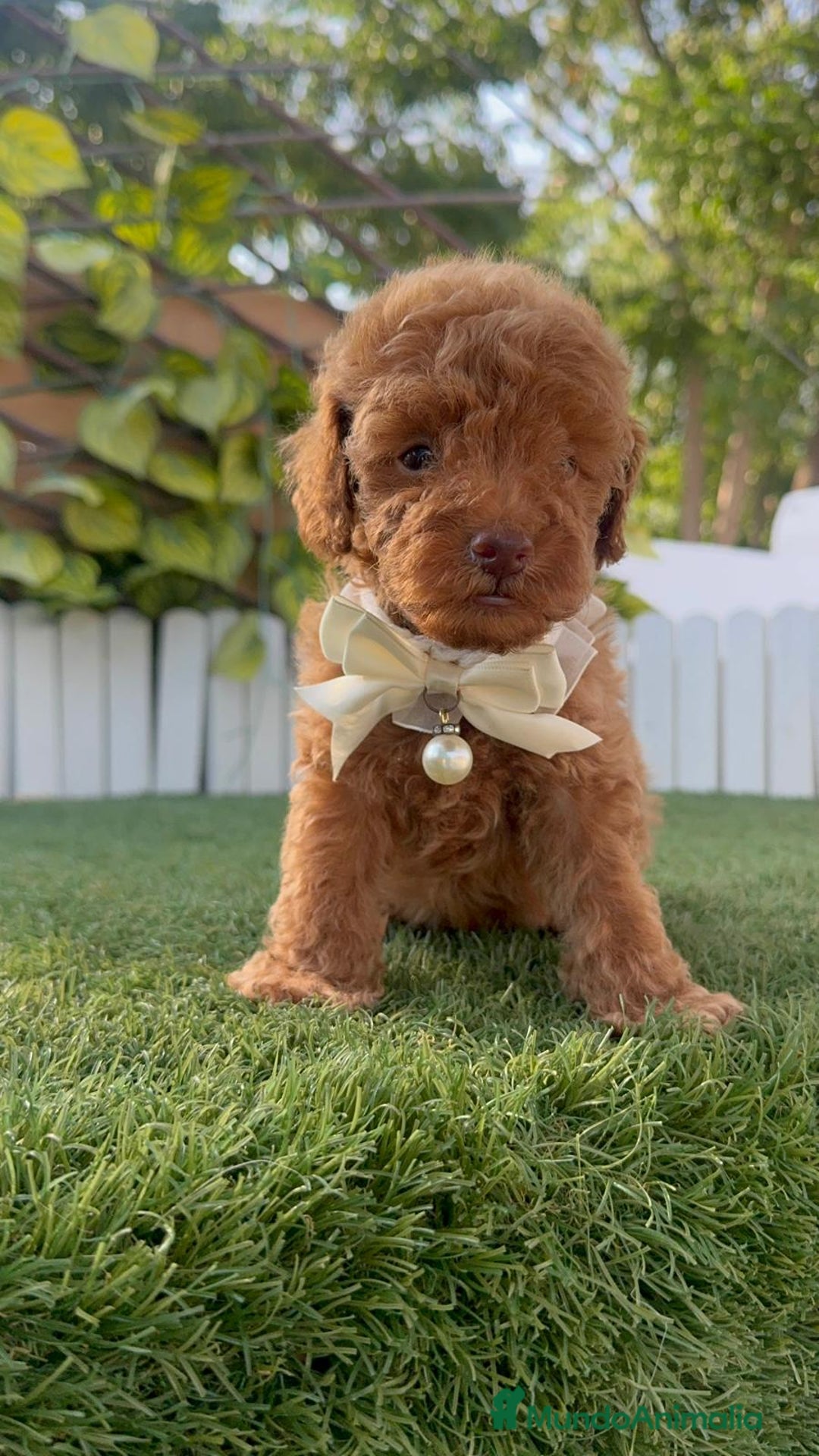 Caniche Toy perros en venta: CANICHE TOY EN SEVILLA, ENVIO A TODA ESPAÑA - Imagen 13