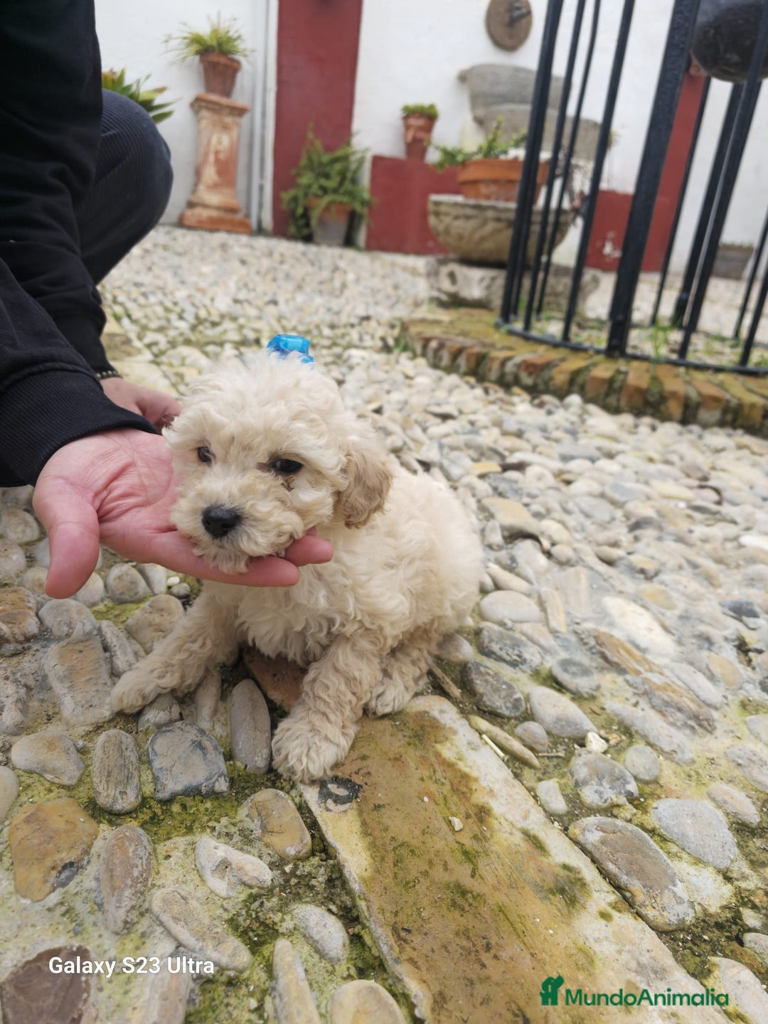 Caniche Toy perros en venta: Caniche toy  - Anuncio 1