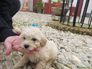 Caniche Toy perros Caniche toy - Anuncio 1