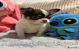 Chihuahua perros en venta: Chihuahua toy rusos - Imagen 9