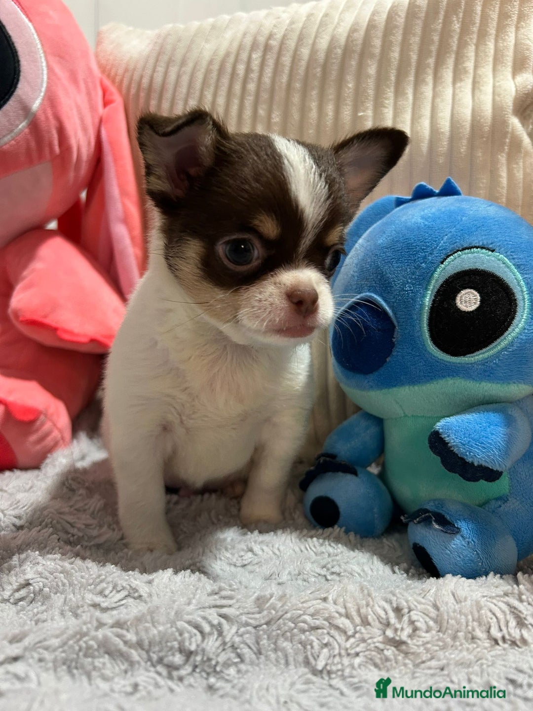 Chihuahua perros en venta: Chihuahua toy rusos - Imagen 9