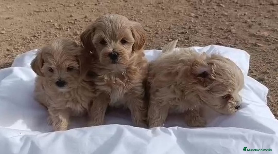 Maltipoo perros en venta: LINDAS HEMBRITAS DE MALTIPOOS - Anuncio 2