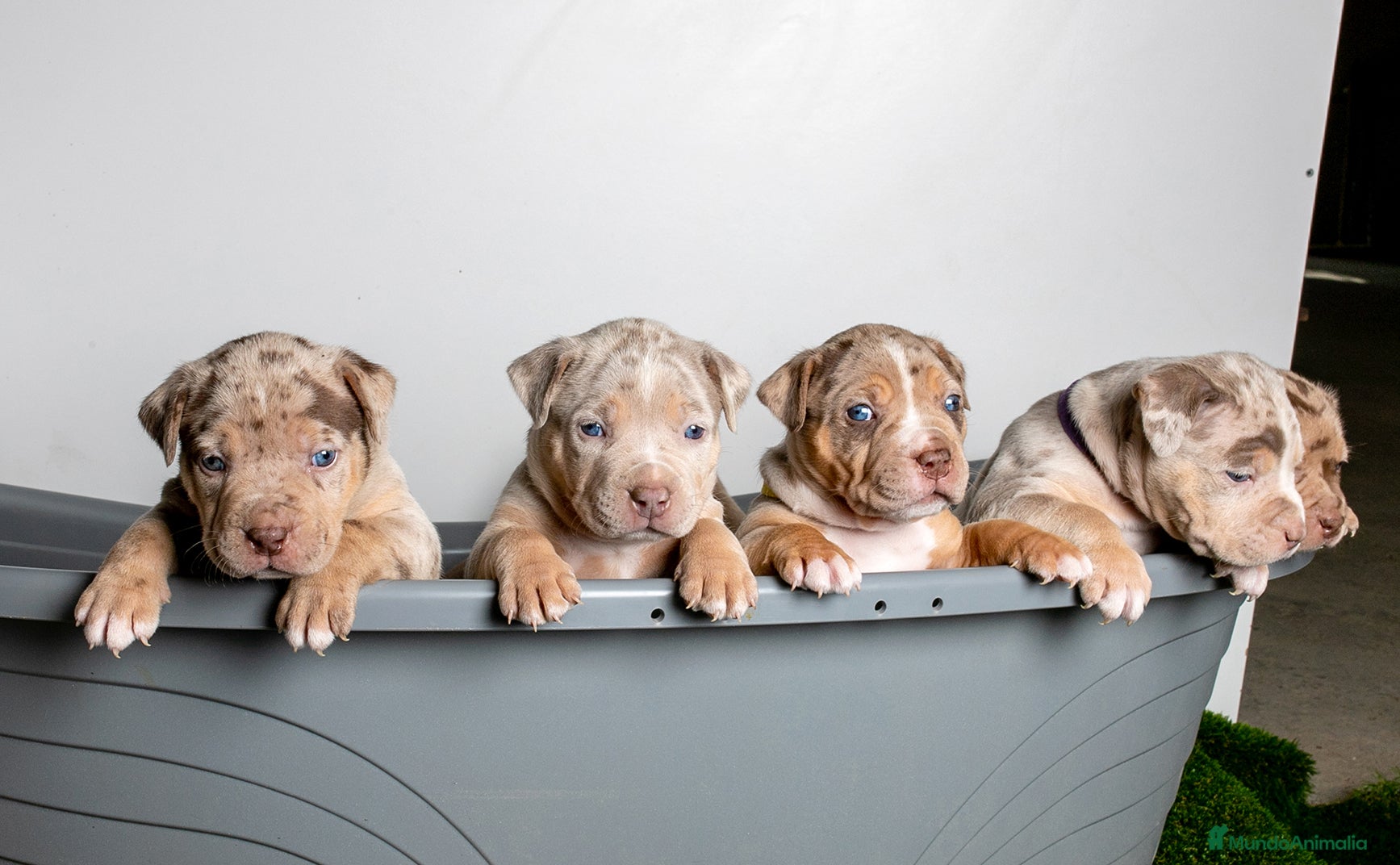 American Bully perros Cachorros American Bully XL disponibles  - Anuncio 2